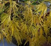 Viridis Japanese Maple