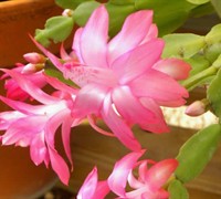 Christmas Cactus Picture