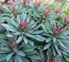 Tiny Tim Euphorbia