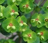 Tiny Tim Euphorbia
