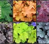 Villosa Hybrids Heuchera