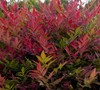 Obsession Nandina Picture