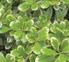 Mojo Dwarf Variegated Pittosporum