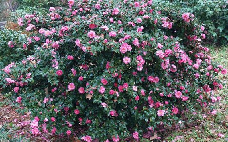 Shishi Gashira Camellia Picture