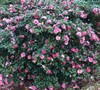 Shishi Gashira Camellia Picture