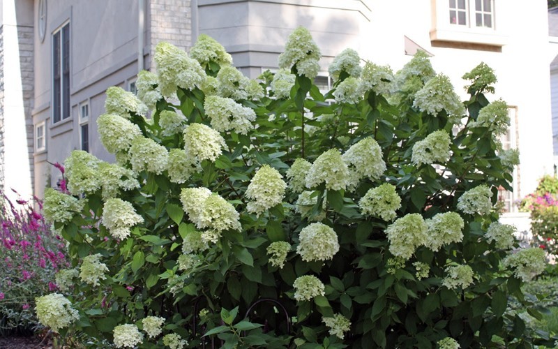 Limelight Hydrangea Picture
