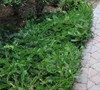 Creeping Yew 