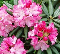 Southgate Rhododendron (Series) Picture
