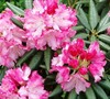Southgate Rhododendron (Series) Picture