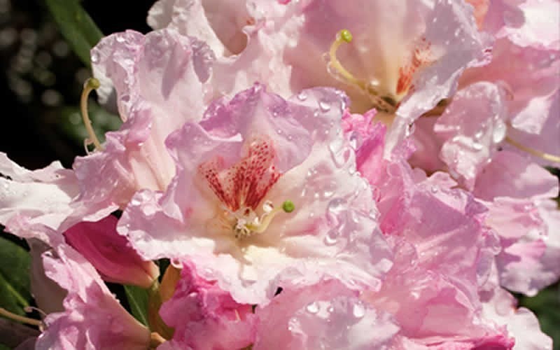 Southgate Rhododendron (Series) Picture