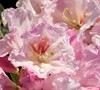 Southgate Rhododendron (Series)