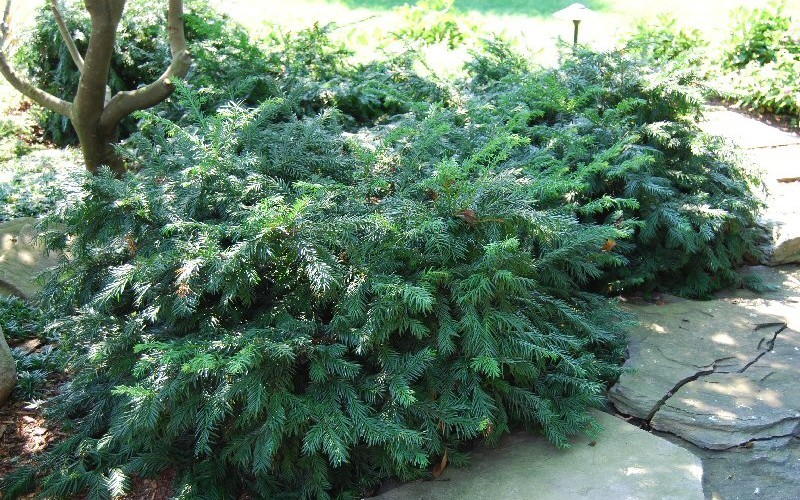 Yewtopia Plum Yew Picture
