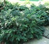 Yewtopia Plum Yew