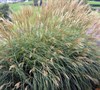 Adagio Dwarf Maiden Grass