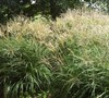 Adagio Dwarf Maiden Grass