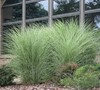 Maiden Grass