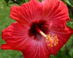 Red Tropical Hibiscus