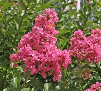 Hopi Crape Myrtle Picture