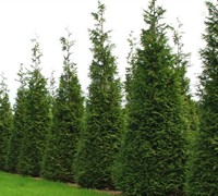 Steeple Chase Arborvitae Picture