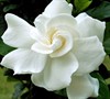 August Beauty Gardenia Picture