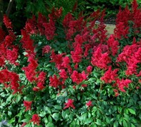 Fanal Astilbe Picture