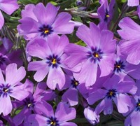 Purple Beauty Creeping Phlox Picture
