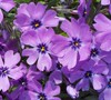 Purple Beauty Creeping Phlox
