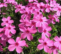 Drummond's Pink Phlox Picture