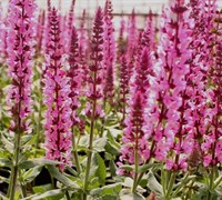 Sensation Deep Rose Salvia Picture