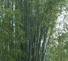 Red Margin Bamboo