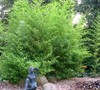 Bissett Bamboo