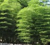 Moso Timber Bamboo