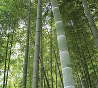 Moso Timber Bamboo Picture