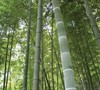 Moso Timber Bamboo