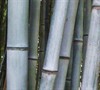 Henon Giant Gray Bamboo Picture