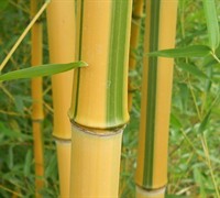 Spectabilis Yellow Groove Bamboo Picture