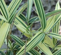 Dwarf Variegated Bamboo Picture