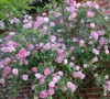 The Fairy Climbing Polyantha Rose