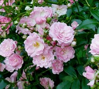 The Fairy Climbing Polyantha Rose Picture