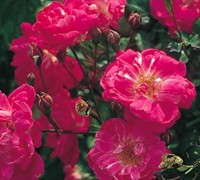 Fellemberg China Rose Picture