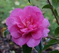 Sparkling Burgundy Camellia Picture