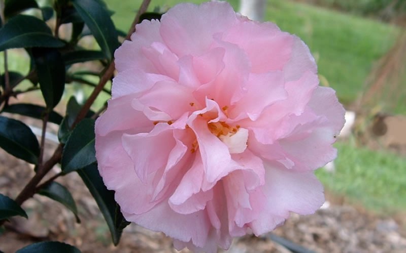 Cotton Candy Camellia Sasanqua Picture