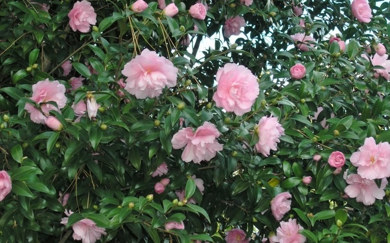 Cotton Candy Camellia Sasanqua Picture
