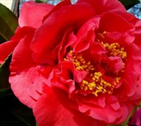 Kramers Supreme Camellia Picture
