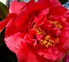 Kramers Supreme Camellia