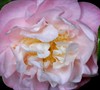 Nina Avery Camellia