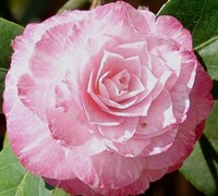 Grace Albritton Camellia Picture