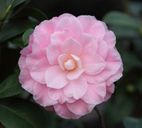 Miss Bessie Beville Camellia Picture