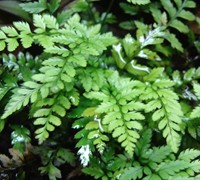 Korean Rock Fern Picture