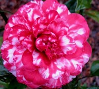Bobby Fain Variegated Camellia Picture